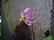 Erythronium Rose Queen